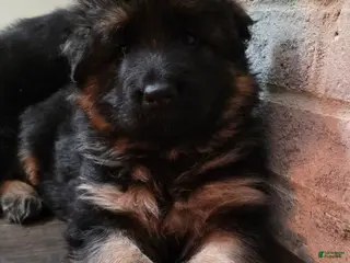 German Shepherd dogs Dolly - Ad 42