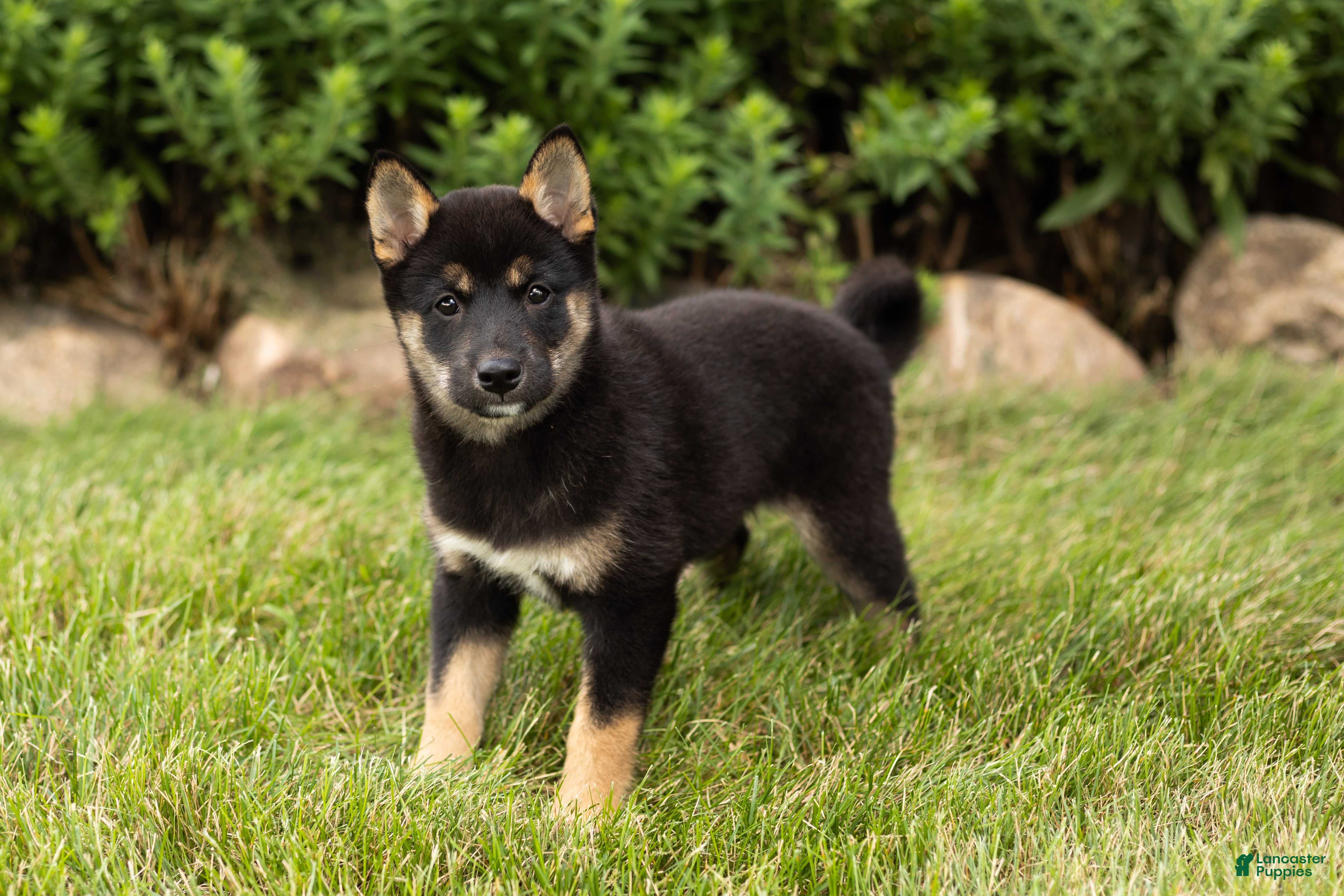 Shiba Inu dogs Lila  - Ad 31