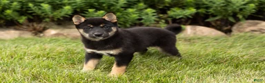 Lila 