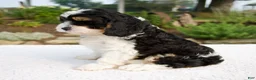 Cavapoo dogs for sale: Dante - Ad 6