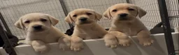 Labrador Retriever dogs for sale: Pink girl  - Ad 3
