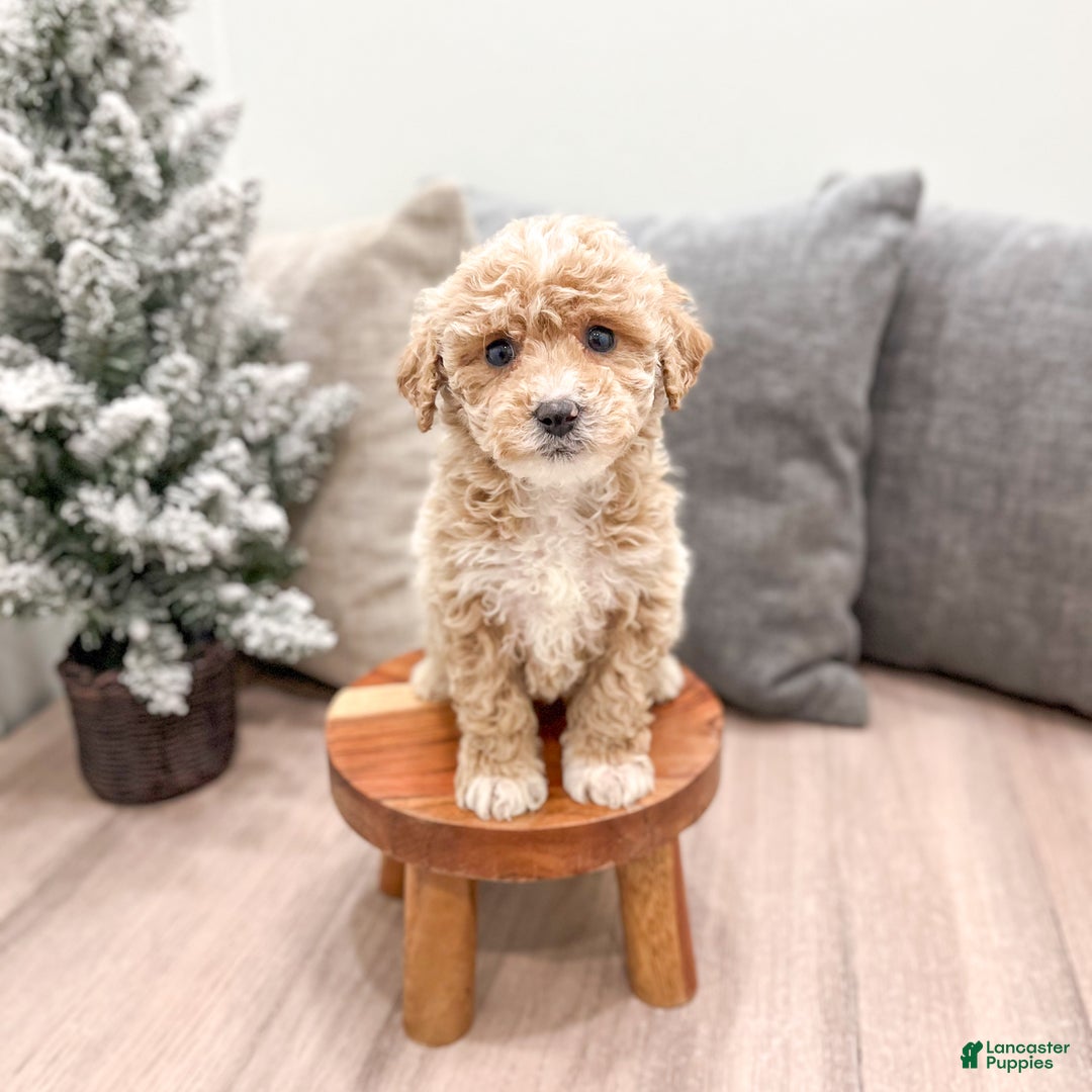 Goldendoodle dogs for sale: Snowflake  - Ad 25