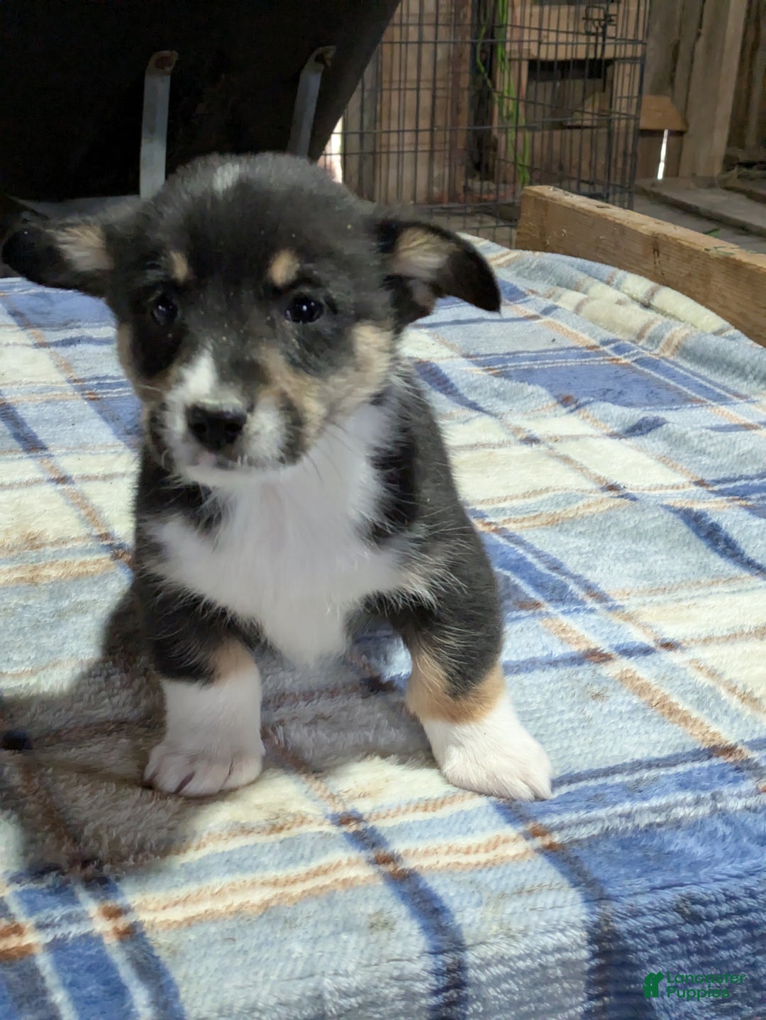 Welsh Corgi Pembroke dogs for sale: Scooby - Ad 1