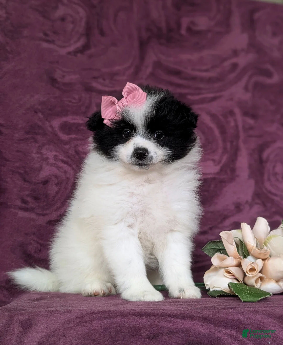 Pomeranian dogs for sale: Pheobe - Ad 6