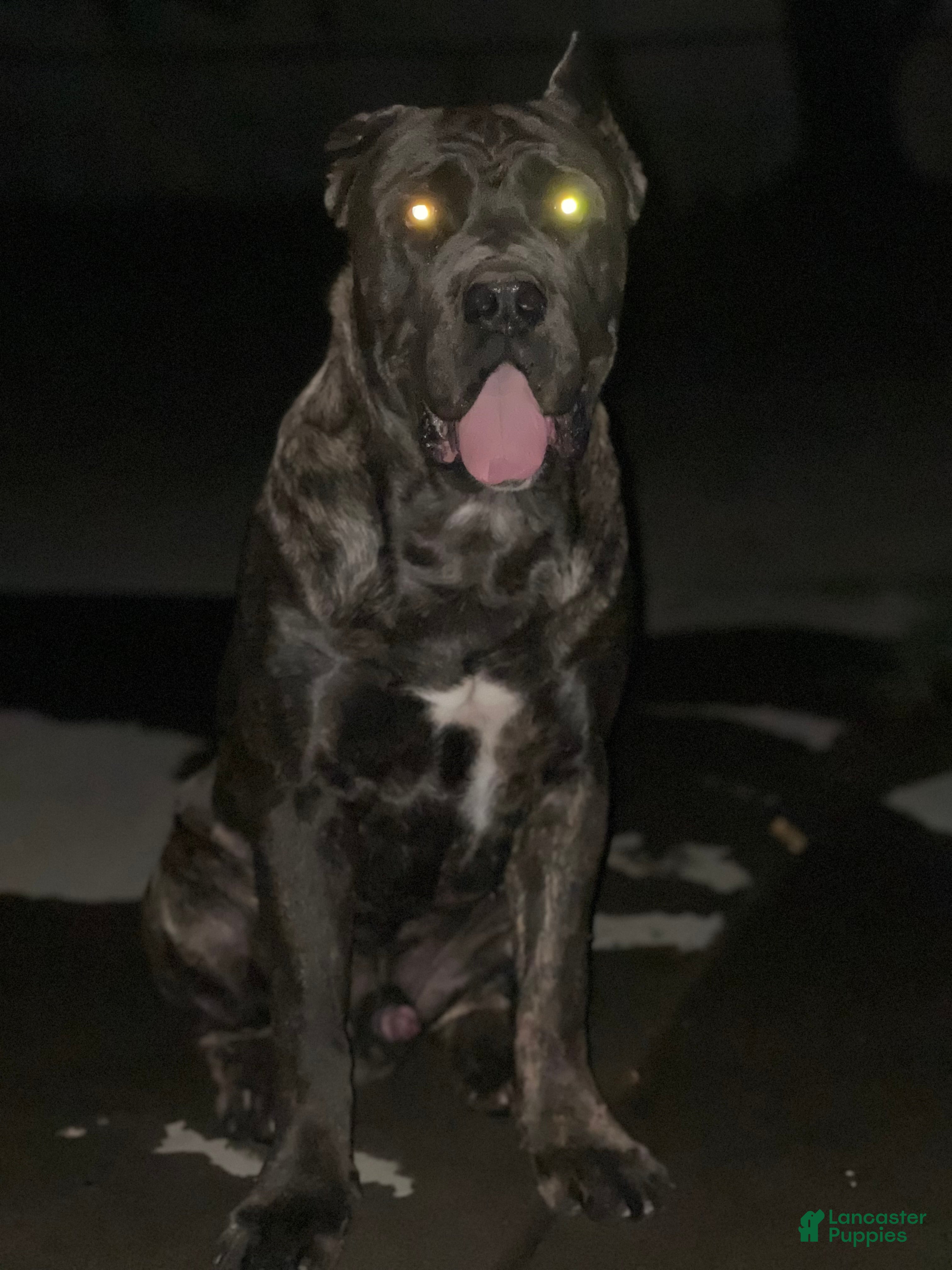 Diesel