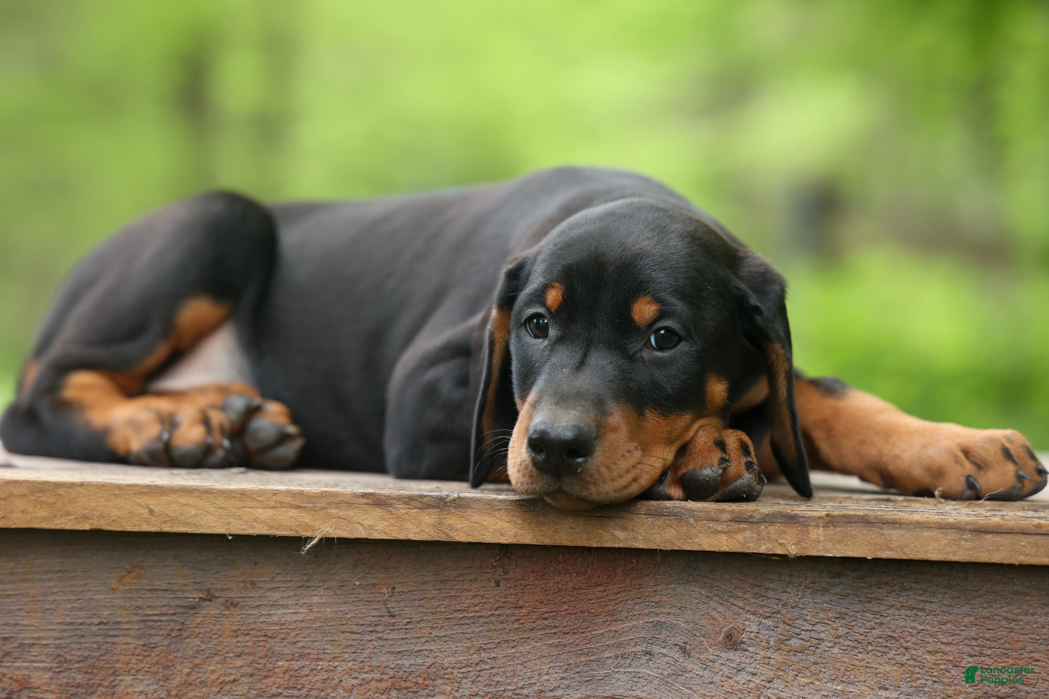 Doberman Pinscher dogs  Delta (Black Rust) 🖤🐾 - Ad 1