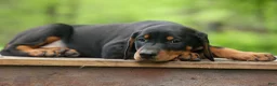 Doberman Pinscher dogs for sale:  Delta (Black Rust) 🖤🐾 - Ad 16