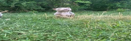 American Bully dogs for sale: American Bully Puppy 1 - Ad 2
