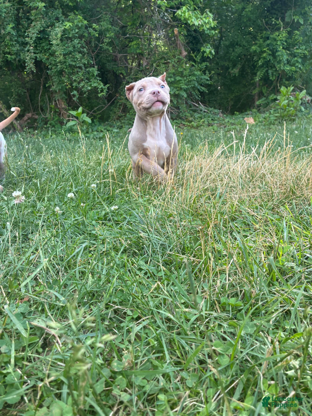 American Bully dogs for sale: American Bully Puppy 1 - Ad 2