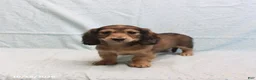 Dachshund dogs for sale: Amanda - Ad 5