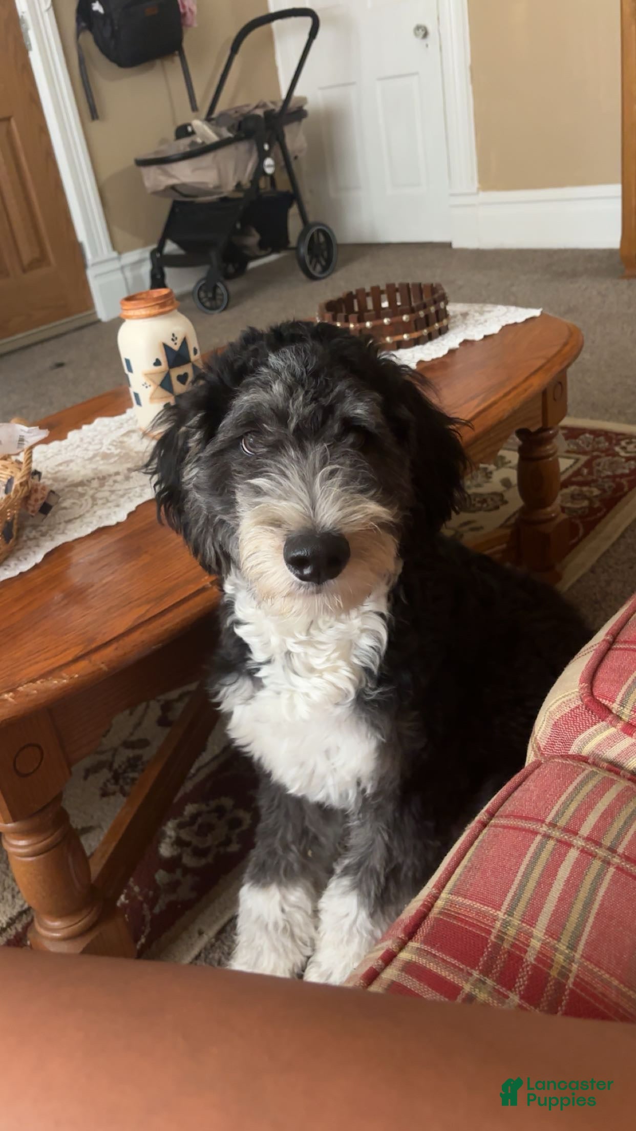 Aussiedoodle dogs Aussiedoodle 1 - Ad 33