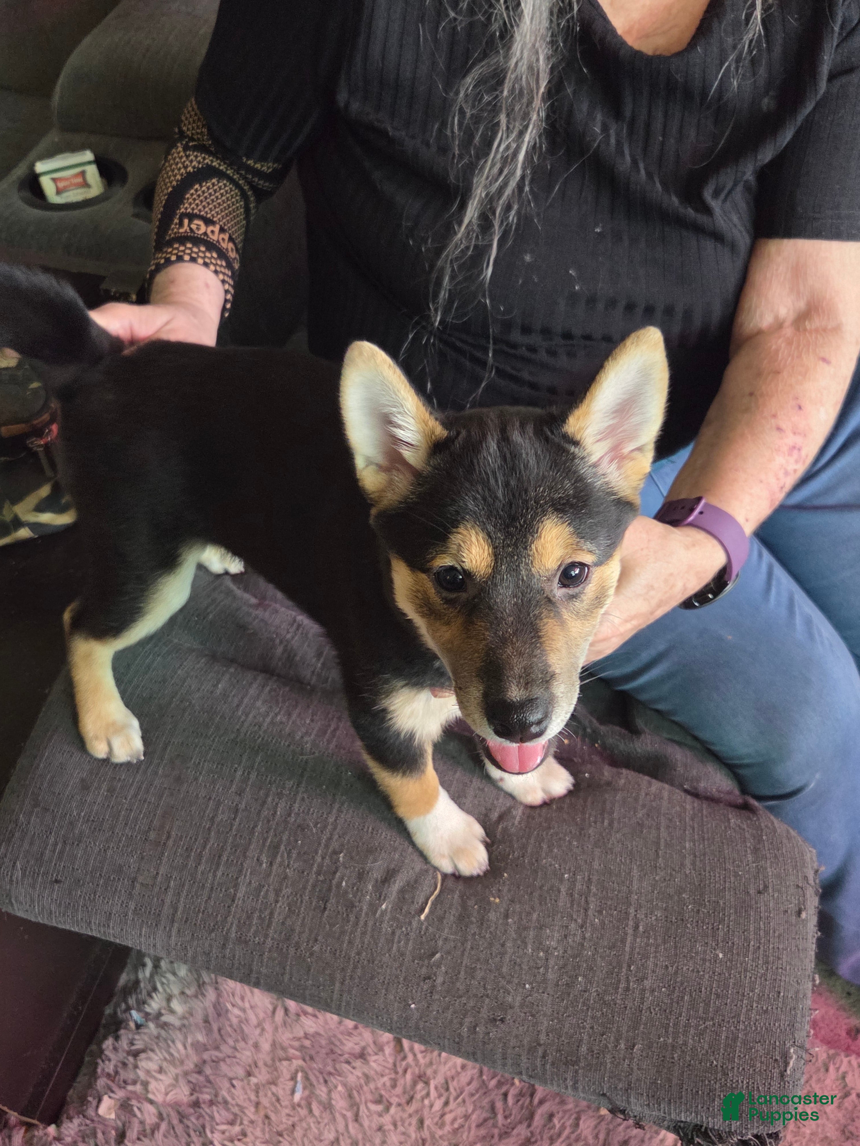 Shiba Inu dogs Shiba Inu Puppy 2 Bootsie - Ad 37