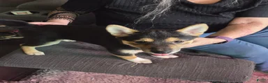 Shiba Inu Puppy 2 Bootsie