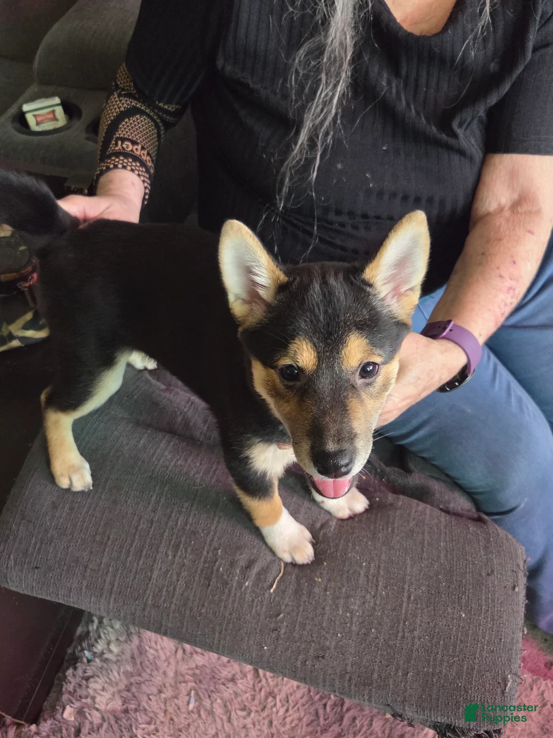 Shiba Inu dogs for sale: Shiba Inu Puppy 2 Bootsie - Ad 2