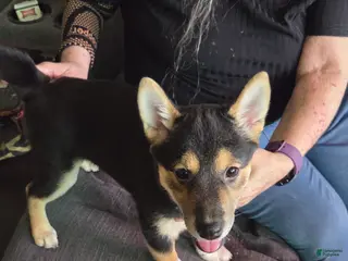 Shiba Inu dogs Shiba Inu Puppy 2 Bootsie - Ad 11