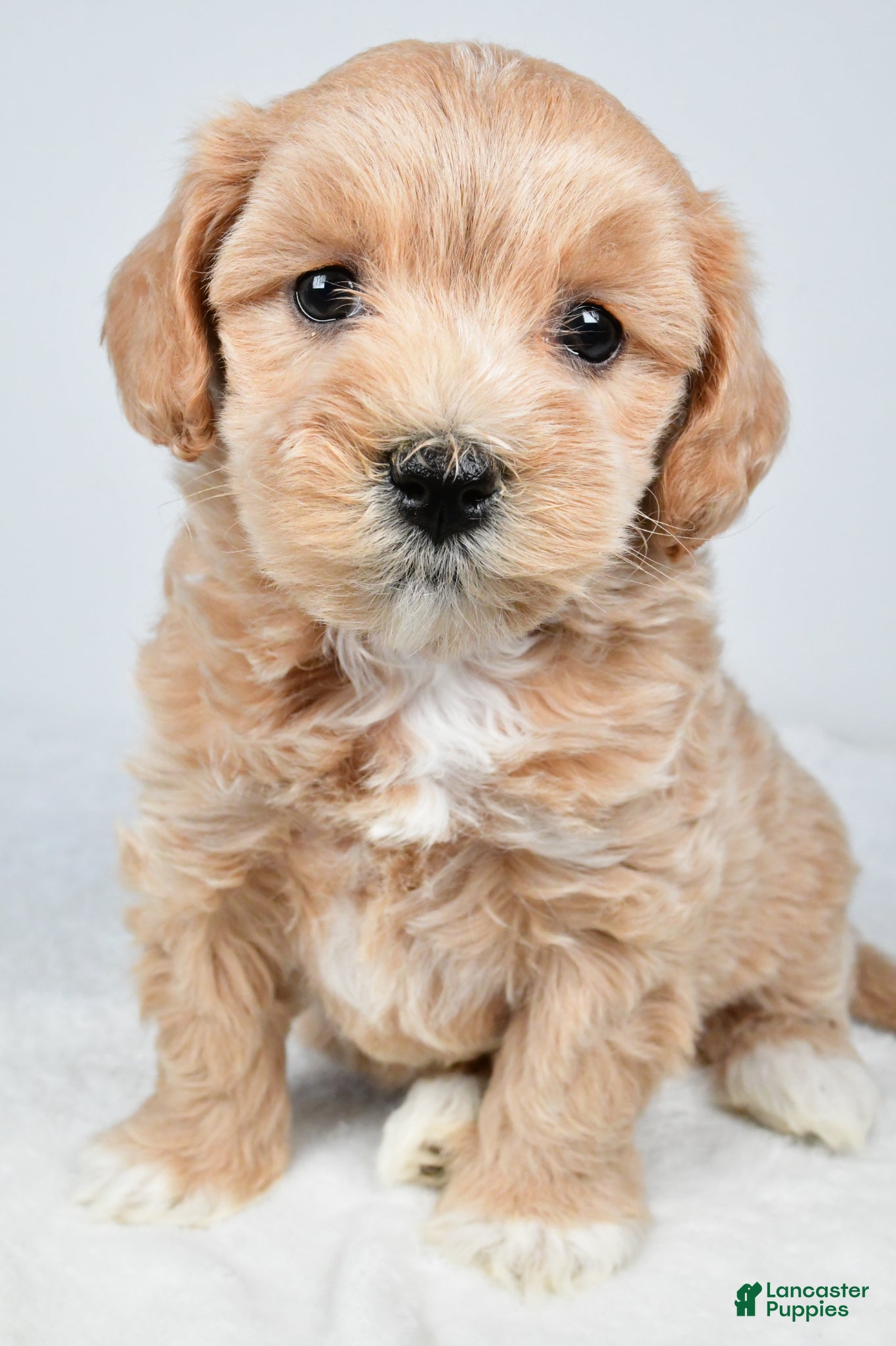 Maltipoo dogs for sale: Cassidy - Ad 2