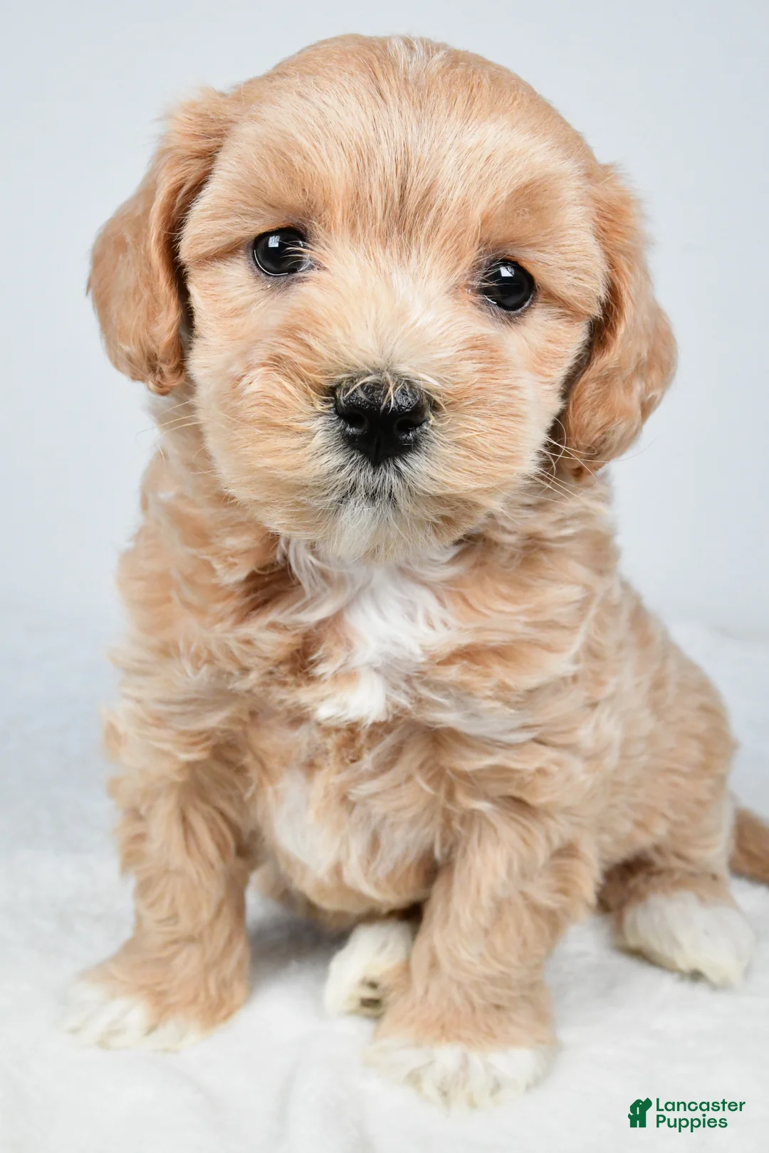 Maltipoo dogs for sale: Cassidy - Ad 1