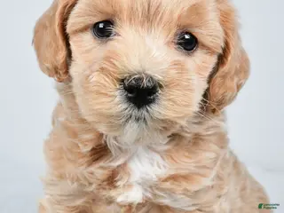 Maltipoo dogs for sale: Cassidy - Ad 2