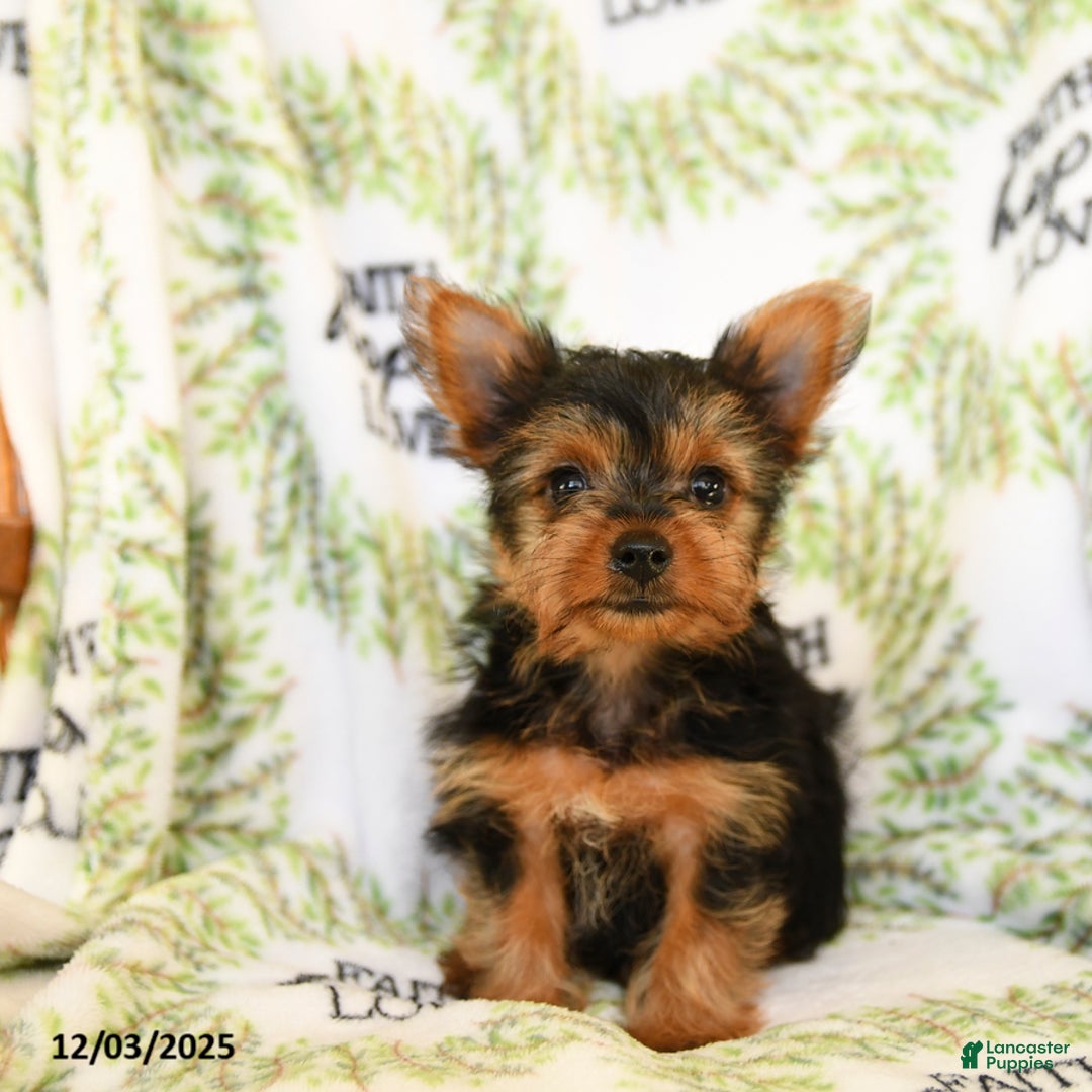Yorkshire Terrier dogs for sale: Rusty - Ad 1