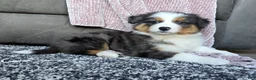 Australian Shepherd dogs for sale: Nash - Ad 16