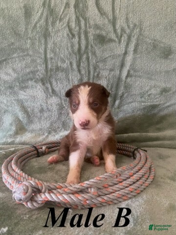 Border Collie dogs Male B - Ad 16