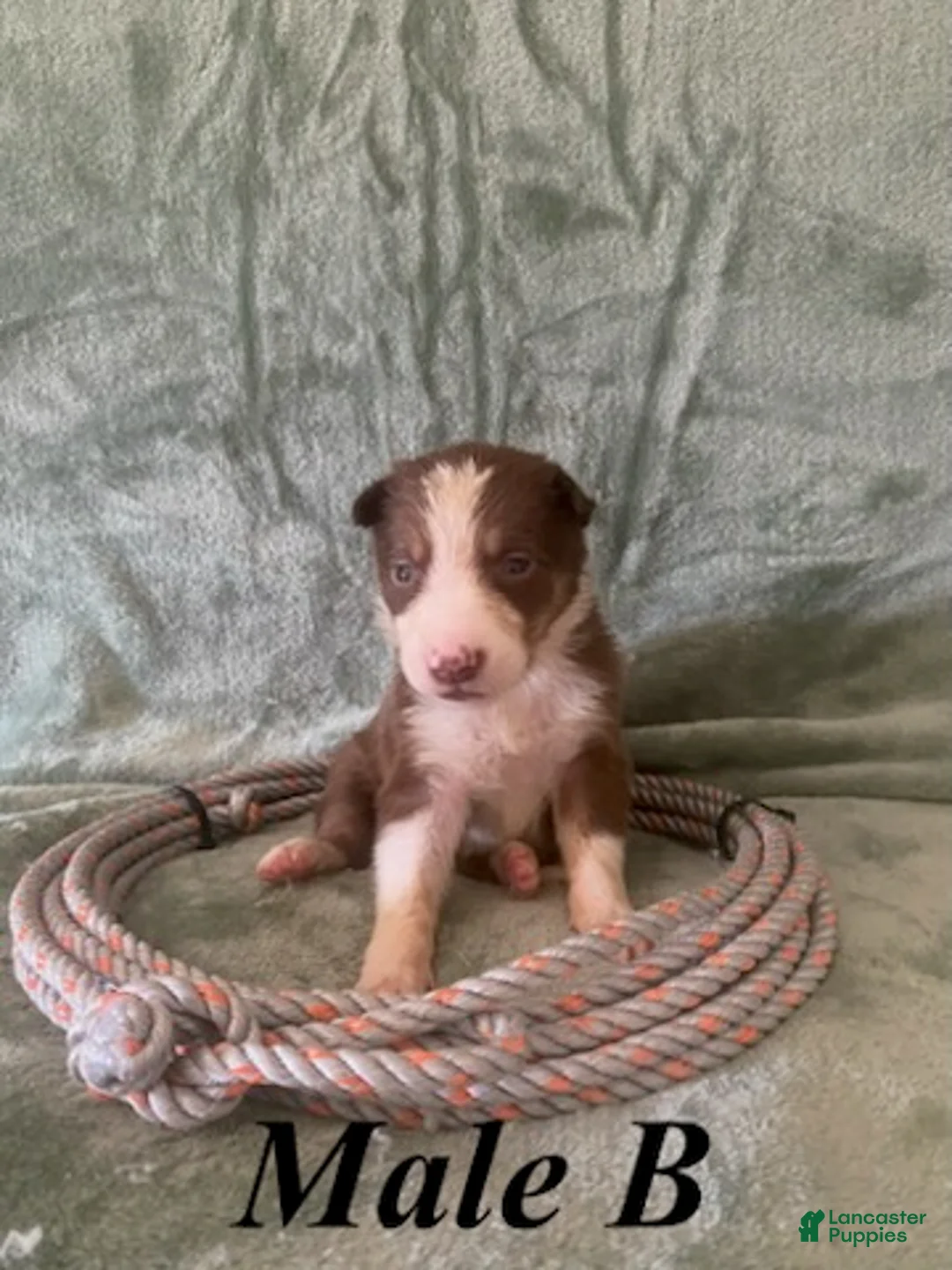 Border Collie dogs for sale: Male B - Ad 1