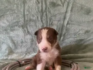 Border Collie dogs Male B - Ad 11