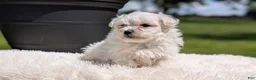 Maltese dogs for sale: Maddox - Ad 4