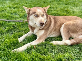 Siberian Husky dogs Coco - Ad 33