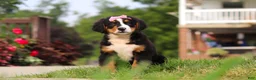 Bernese Mountain Dog dogs for sale: Casey - Ad 1