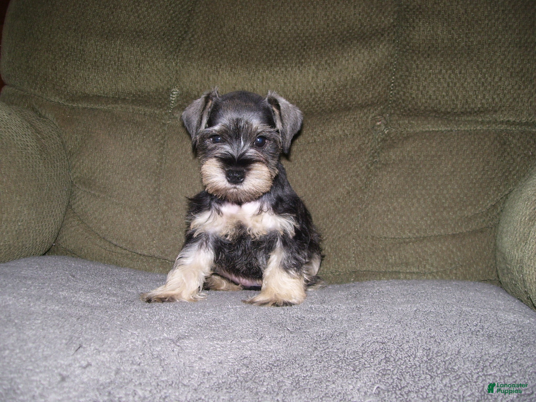 Miniature Schnauzer dogs PIPER - Ad 15