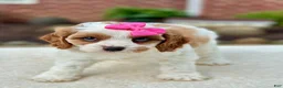 Cavapoo dogs for sale: Cavapoo 2 - Ad 3