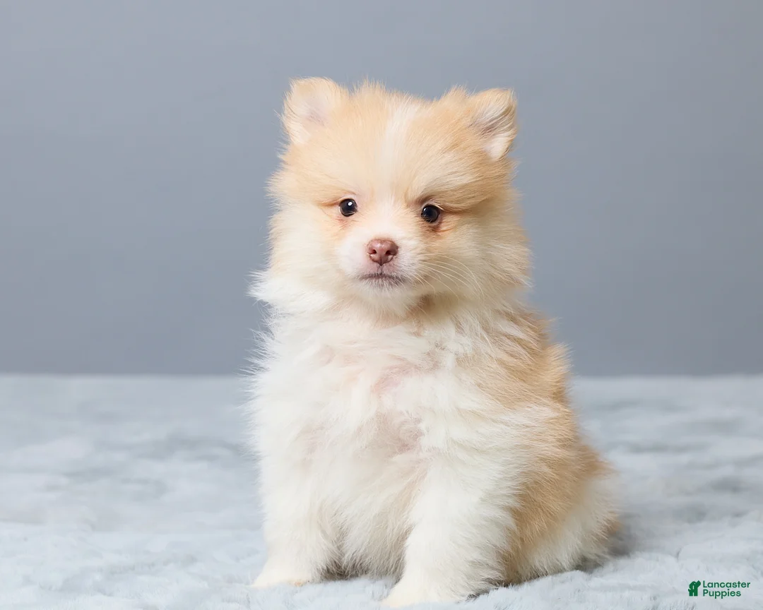 Pomeranian dogs for sale: Thomas - Ad 2