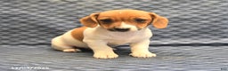 Jack Russell Terrier dogs for sale: Alex - Ad 3