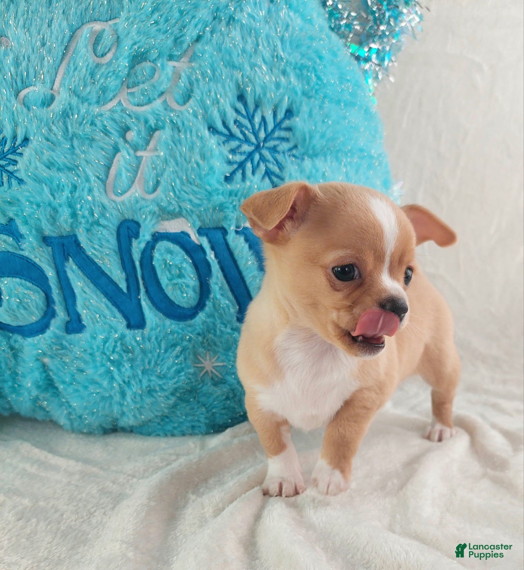Chihuahua dogs for sale: Linus - Ad 3