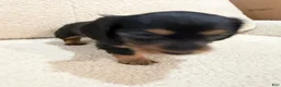 Miniature Dachshund dogs for sale: Miniature Dachshund 1 - Ad 10