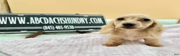 Miniature Dachshund dogs for sale: South African AKC  - Ad 3
