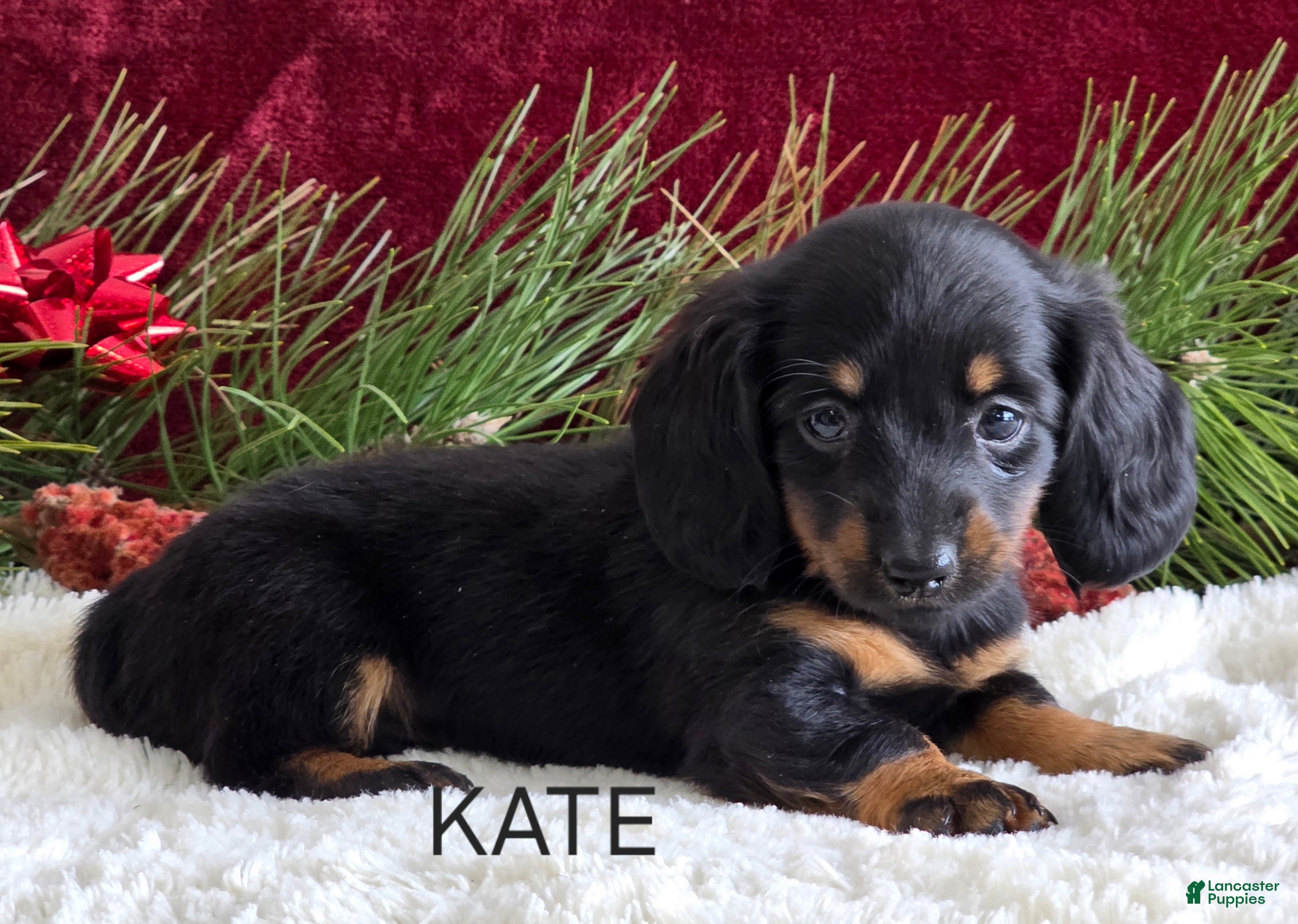 Miniature Dachshund dogs Kate - Ad 19