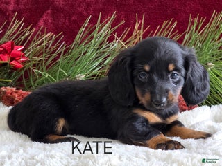 Miniature Dachshund dogs Kate - Ad 21