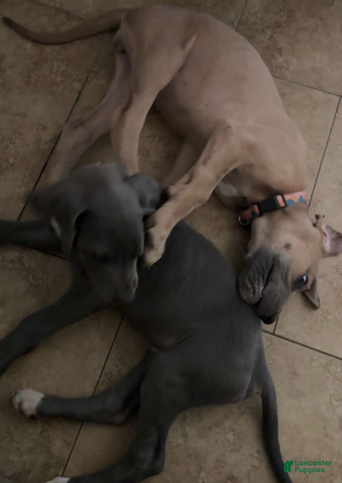 Great Dane dogs Great Dane Puppy 1 - Ad 6