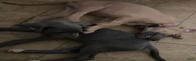 Great Dane Puppy 1
