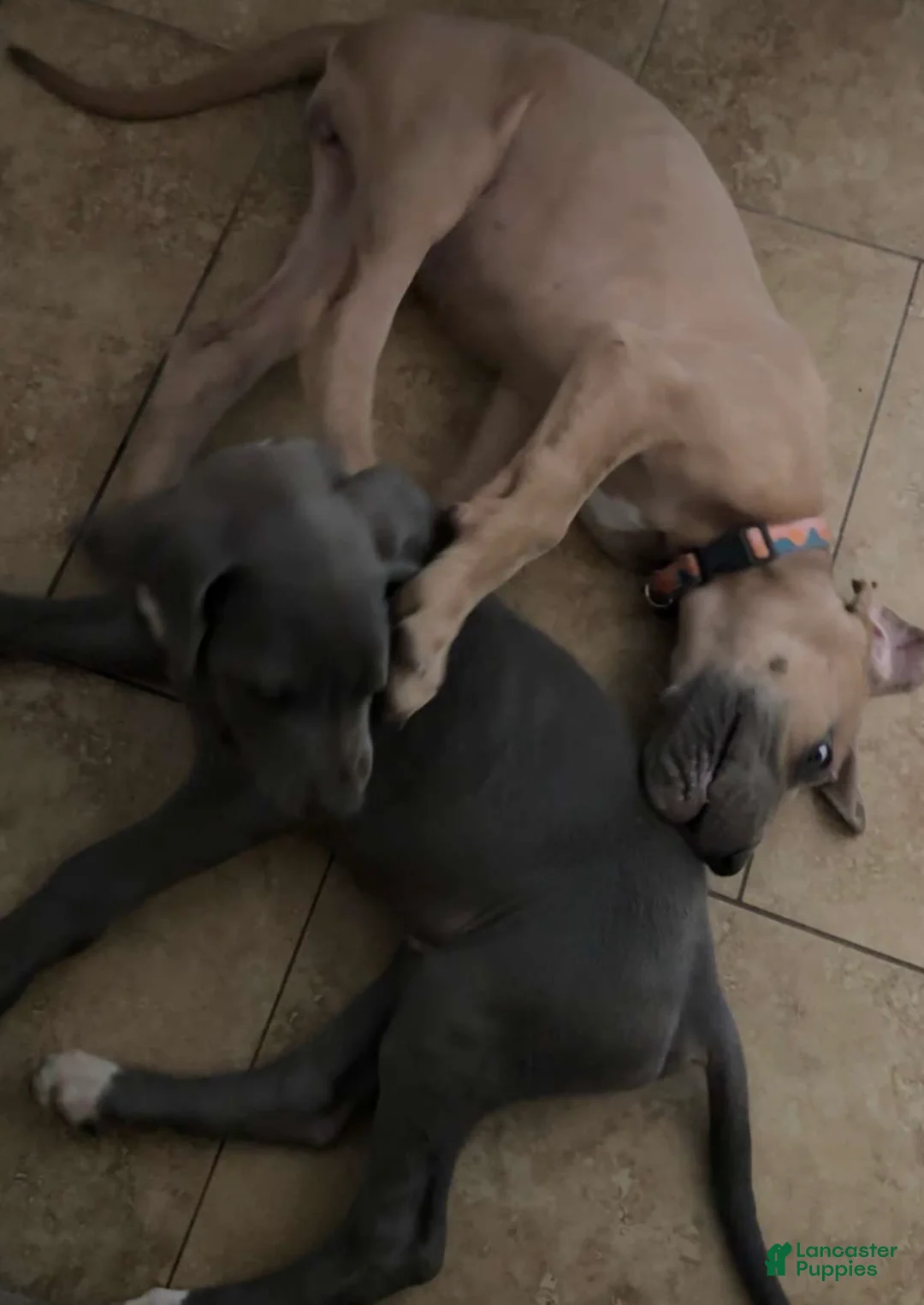 Great Dane dogs for sale: Great Dane Puppy 1 - Ad 1