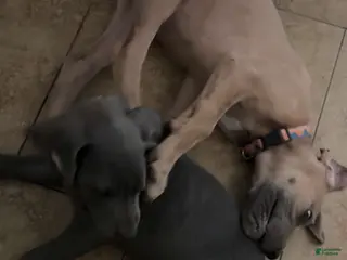 Great Dane dogs Great Dane Puppy 1 - Ad 6