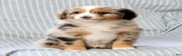 Australian Shepherd dogs for sale: Sophie - Ad 7