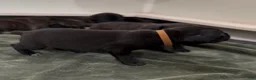 Cane Corso dogs for sale: Brown collar - Ad 4