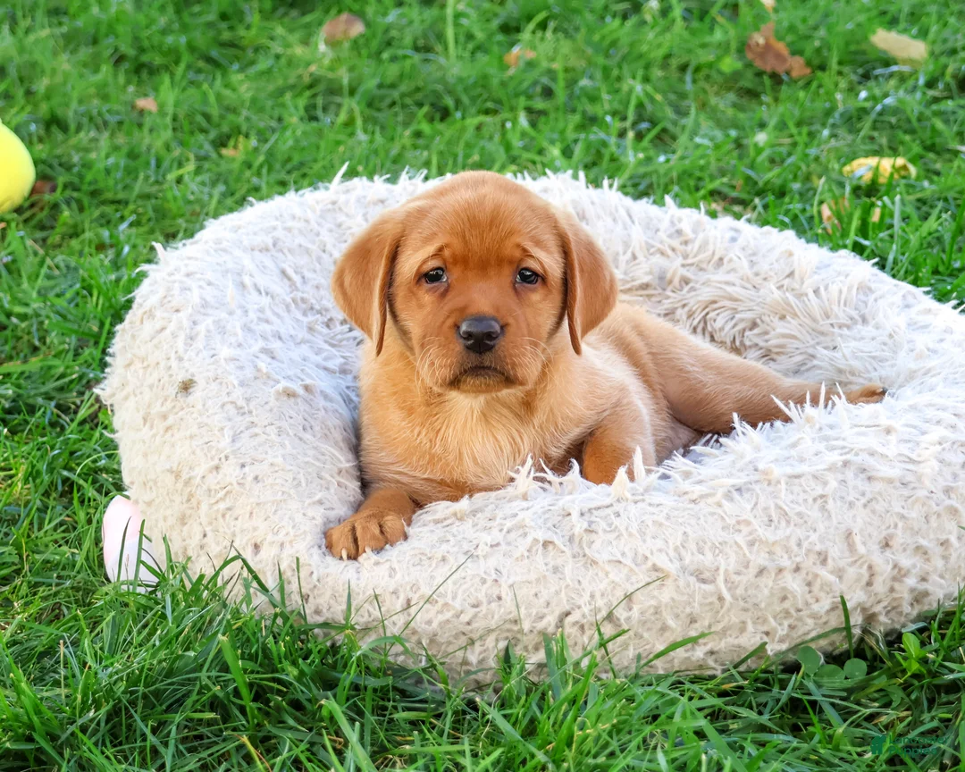 Labrador Retriever dogs for sale: Renee - Ad 1
