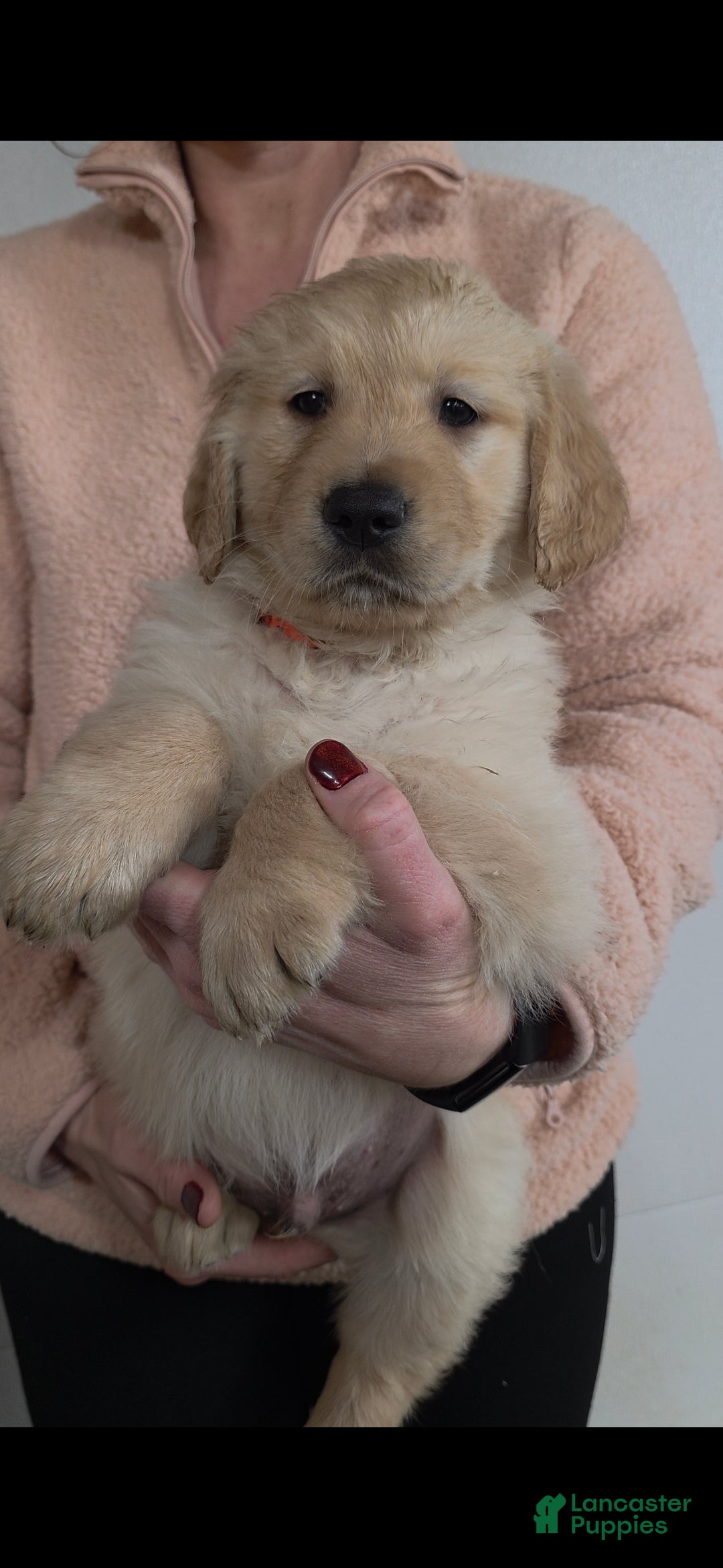 Golden Retriever dogs Pumpkin - Ad 6