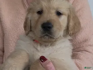 Golden Retriever dogs Pumpkin - Ad 6