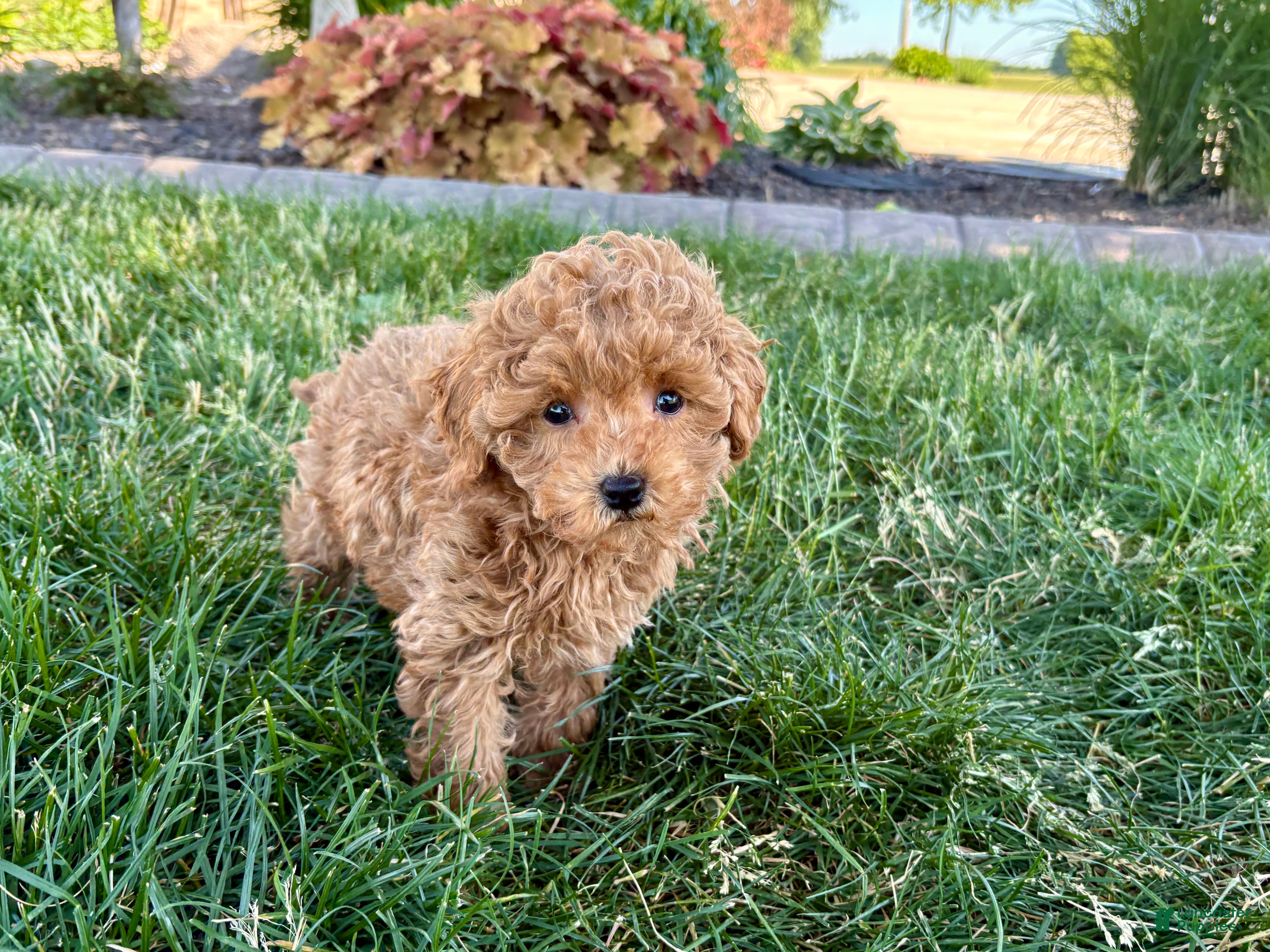 Maltipoo dogs for sale: Ada - Ad 4