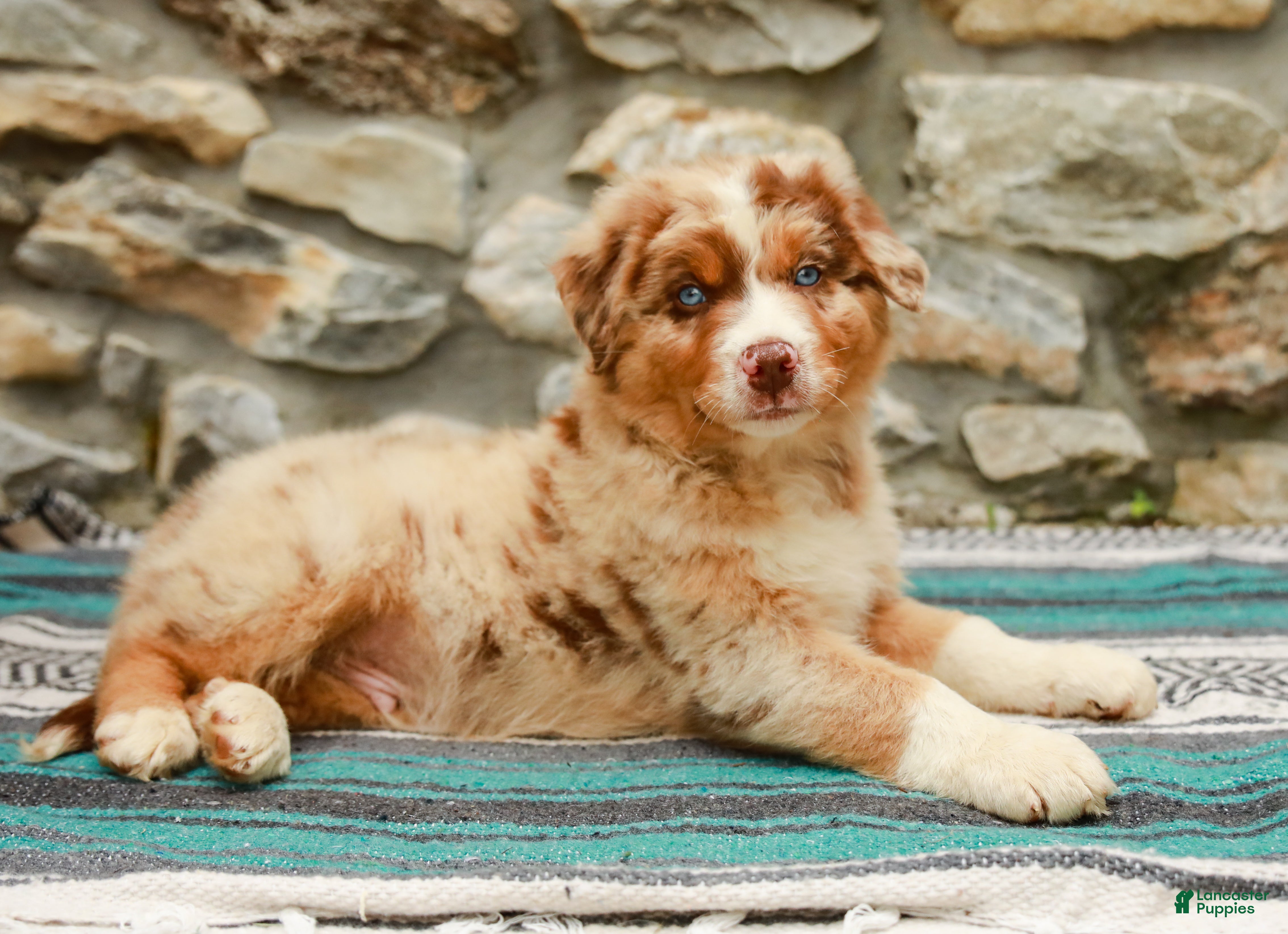 Australian Shepherd dogs Max - Ad 2